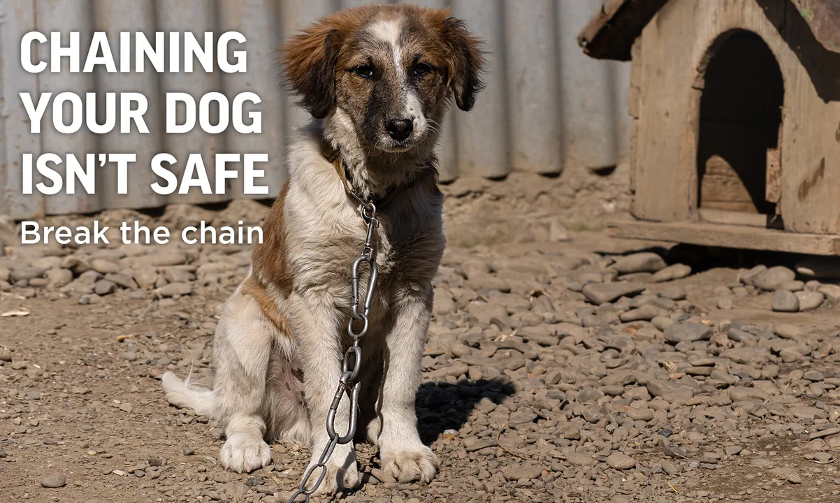Unchain Oakville Ontario Dogs!