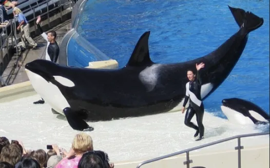 SeaWorld Release Corky!