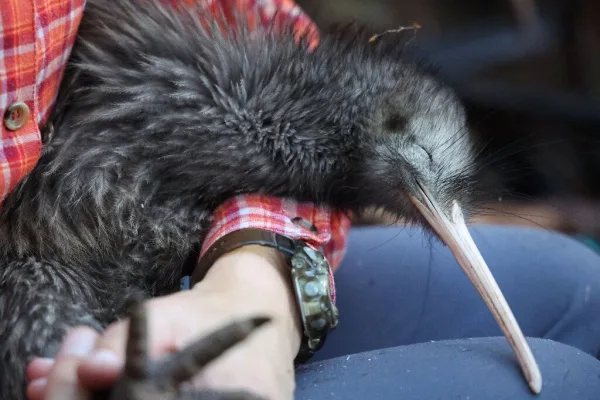 Entrench the protection of Native NZ Birds in legislation