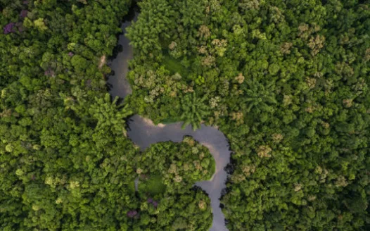 Save the Brazilian Amazon-One Law at a time