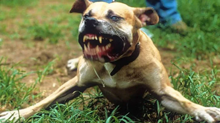 Stop 2 dangerous dogs attacking any more dogs and people in Hammamet