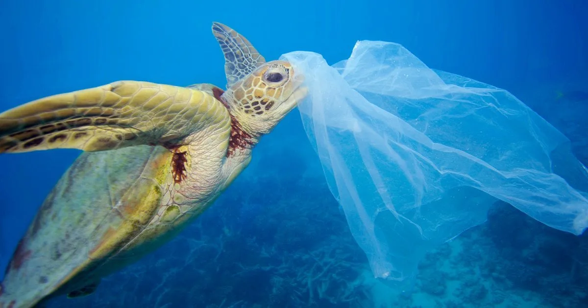 BAN PLASTIC BAGS!