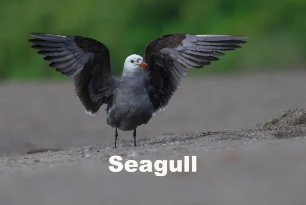 Make Seagulls Happen
