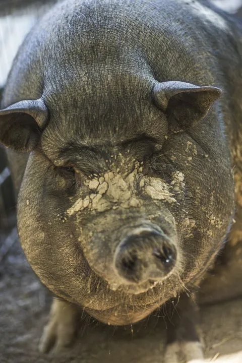 Save Gwendolyn the Pig