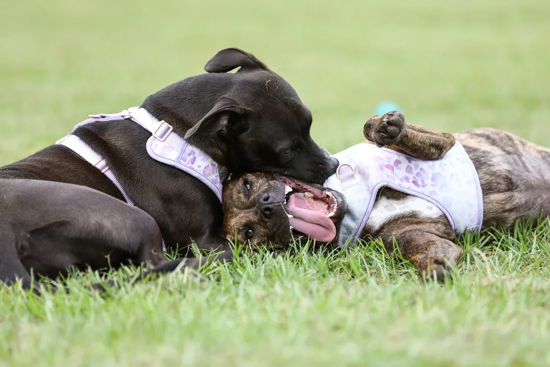 Raise The Pitbull Ban in Pawtucket RI
