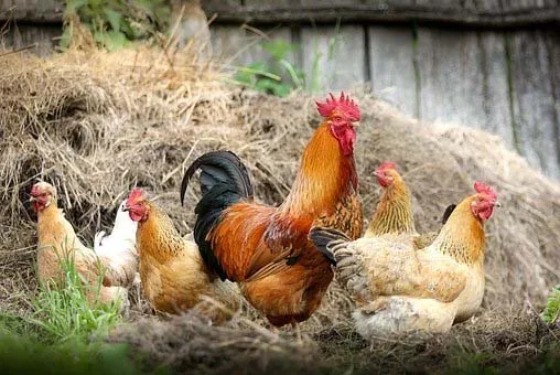 Allow Chickens in Ripon, Wisconsin