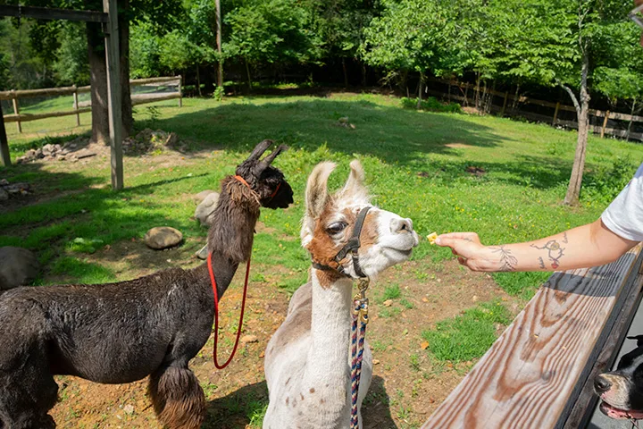 Llama Petting Petition