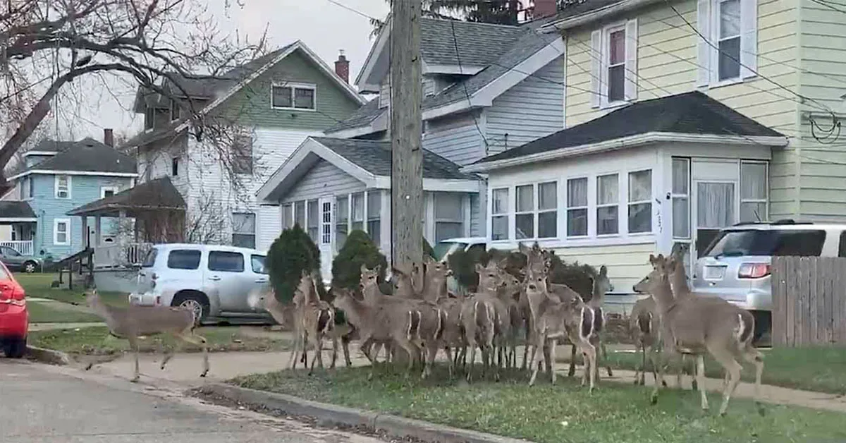 Rock Island, Illinois, Petition for Establishing a Deer Population Management Program