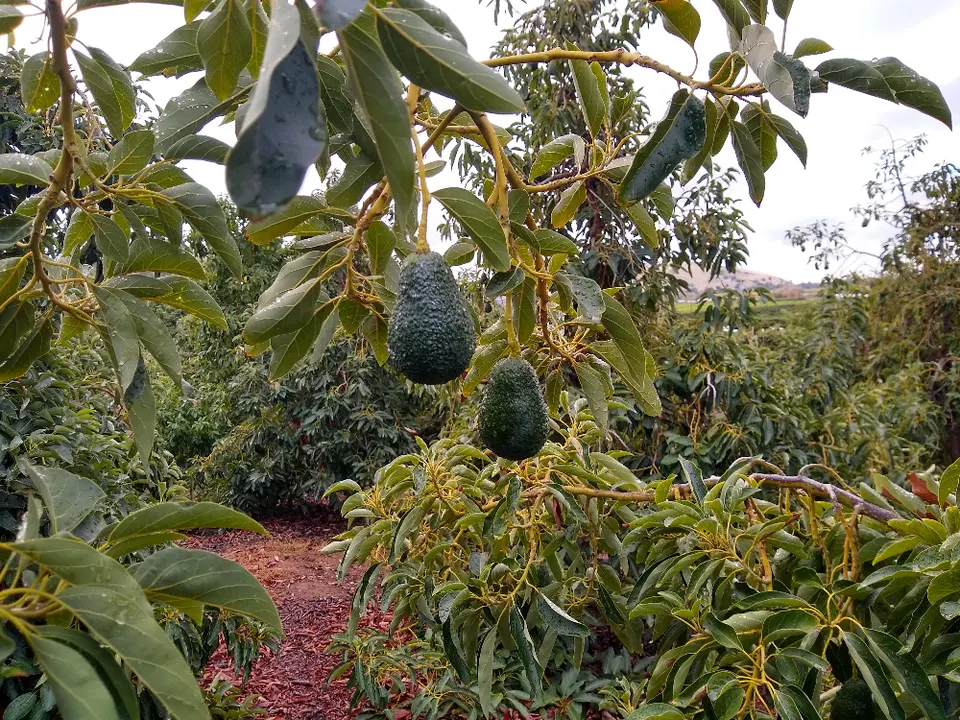 Save the US Avocado Industry