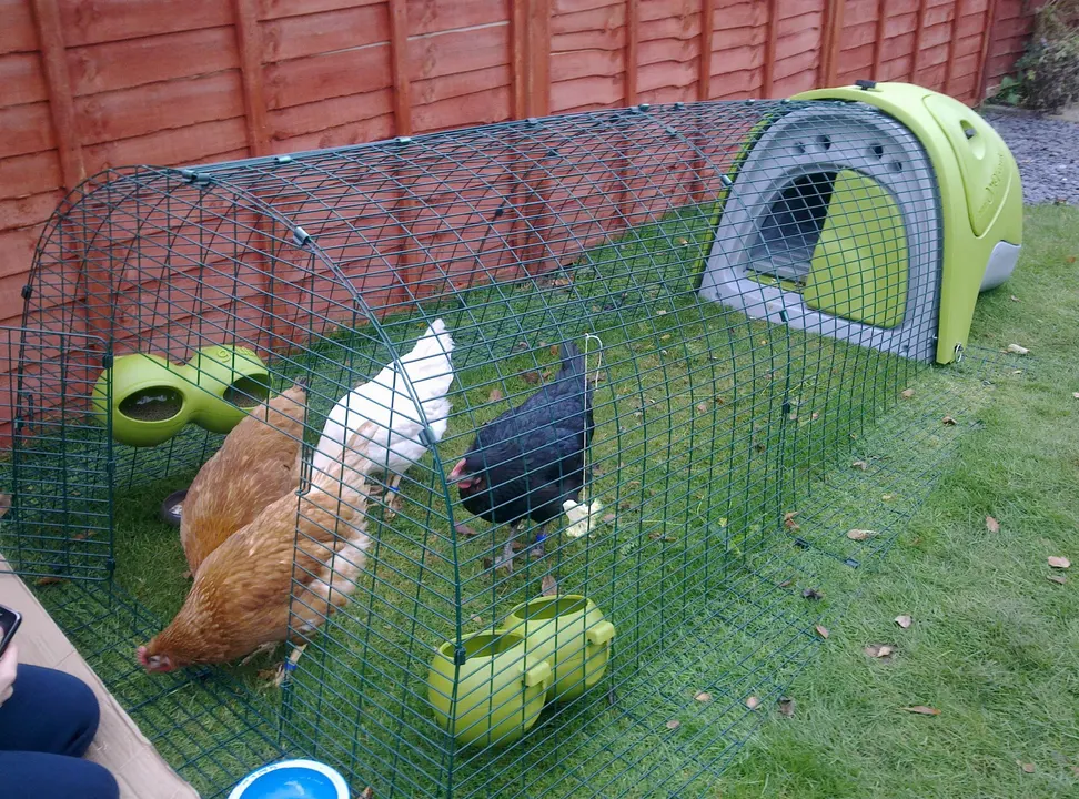 Allow Laying Hens in the City of Edmonton