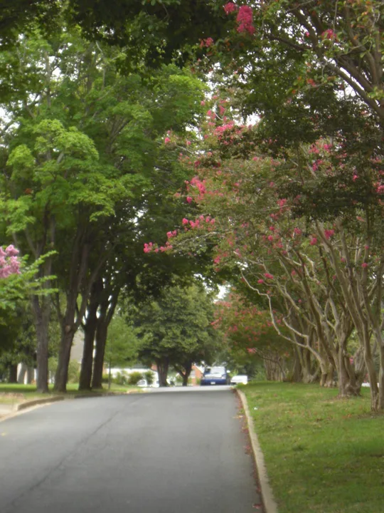 Save Hanson Avenue Crepe Myrtle Median