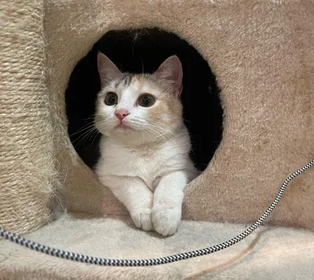 Justice for Luna: Demand Accountability for the Suspicious Death of a Rescued Cat and Protection for Others at Risk