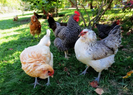 Help change the ordnance in the city of Woodward IA to be able to have chickens inside the city limits