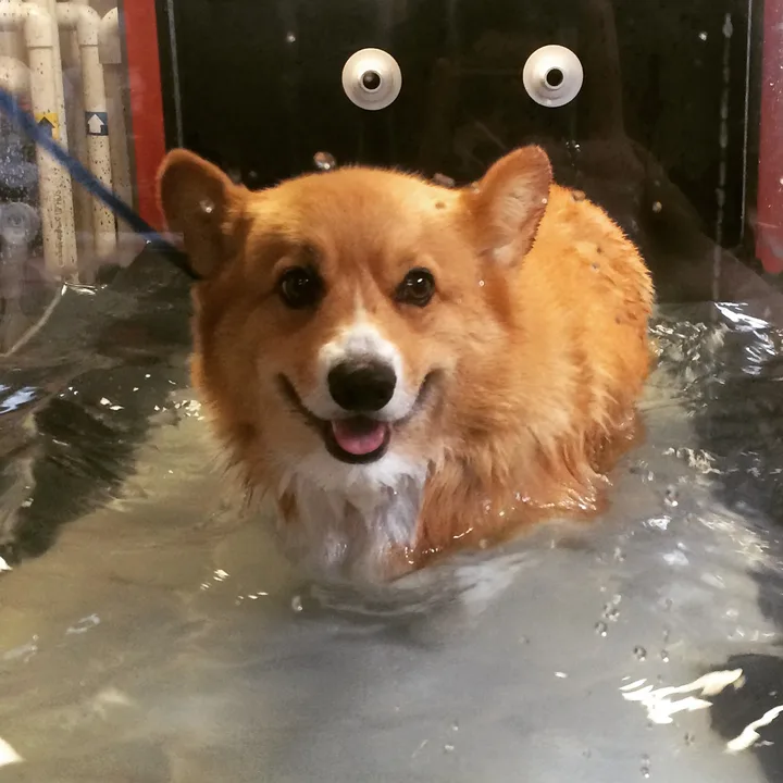 Physical Therapy for Animals in California