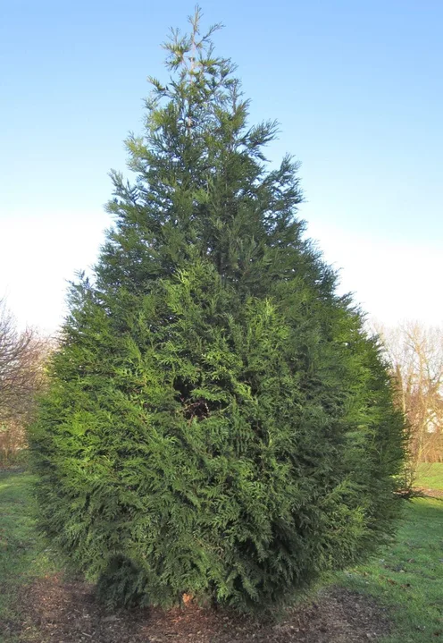 Save Tonbridge Red Cedars