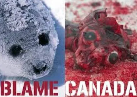 STOP THE SEAL HUNT NOW