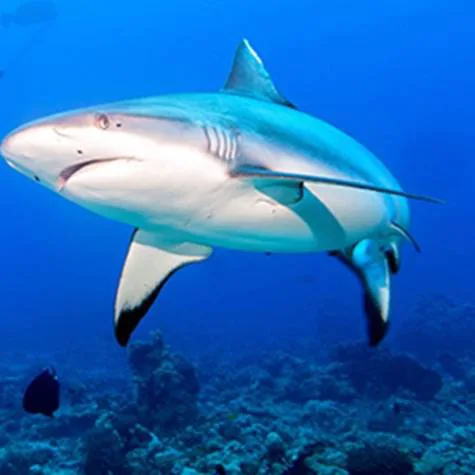 Stop the Killing of Sharks for their fins