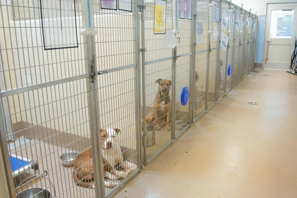 Stop the Wrongful killing of Animals. Go No-Kill!