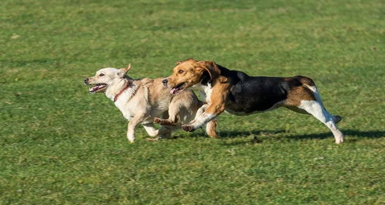 Señor alcalde, necesitamos un Dog Park en Guaynabo