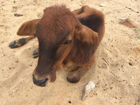PLEASE BAN ILLEGAL CATTLE SALE AND KILLING IN SRI LANKA
