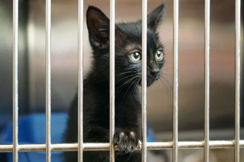 Animal Rights