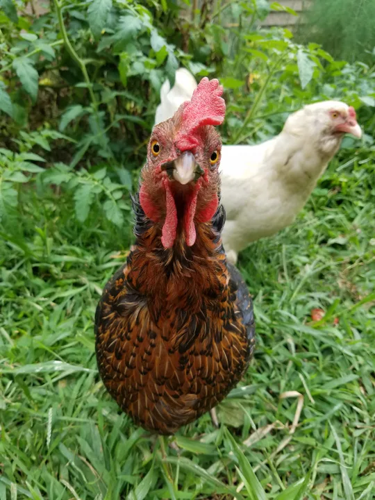 Backyard Chickens for Tazewell County and Heritage Lake