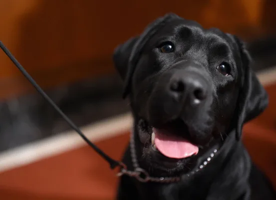Make the Labrador Retriever The State Dog of Kansas
