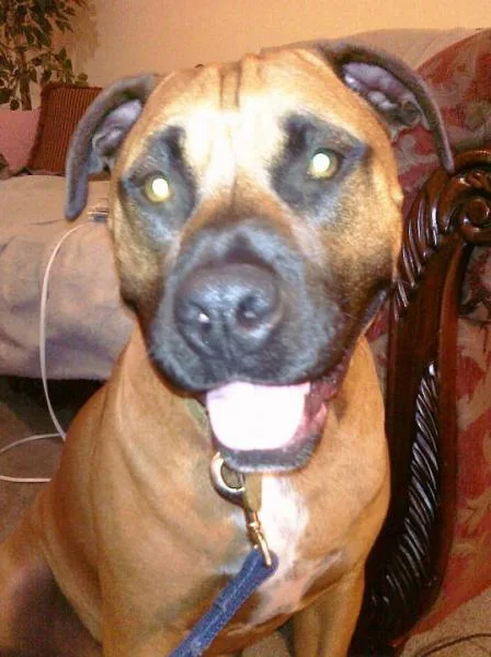 Encourage pet food companies to use dogs described as pit bulls or pit mixes in pet food commercials.