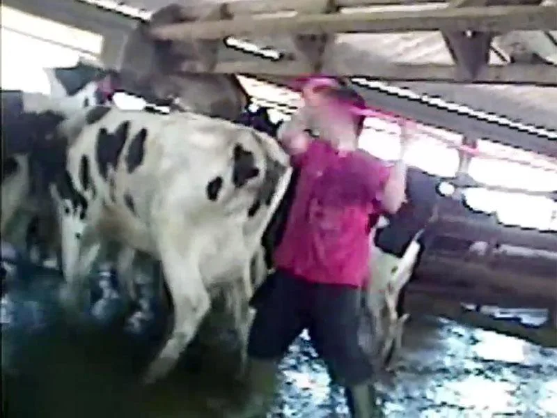 Stop The Abuse Of Farm Animals In Idaho