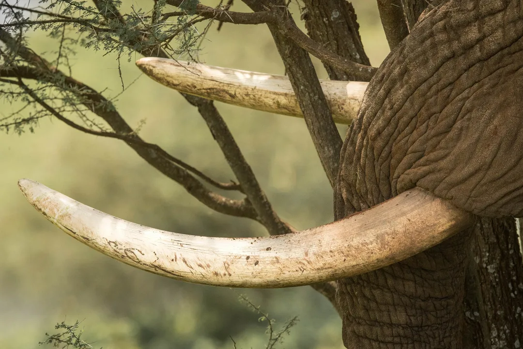 Save our elephants