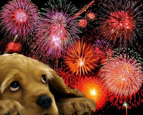 fireworks and animals dont mix