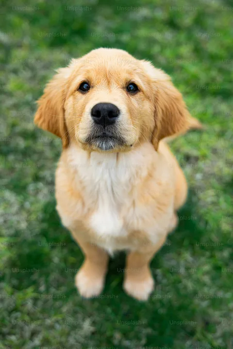 Can we have a puppy