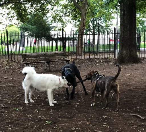 Bay Apartments Dog Run