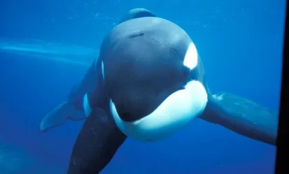 End sea world!