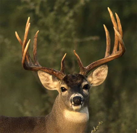 S.M.A.R.T. Stop Mandatory Antler Restrictions Today