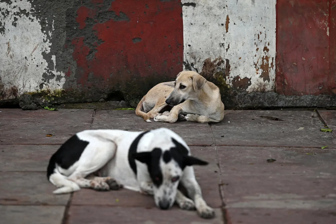 The stray dogs of delhi
