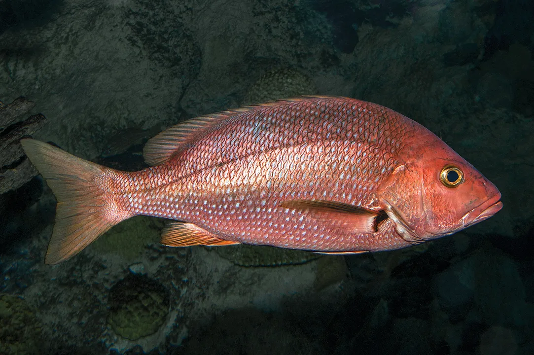 Congressional Hearing on Red Snapper Closure