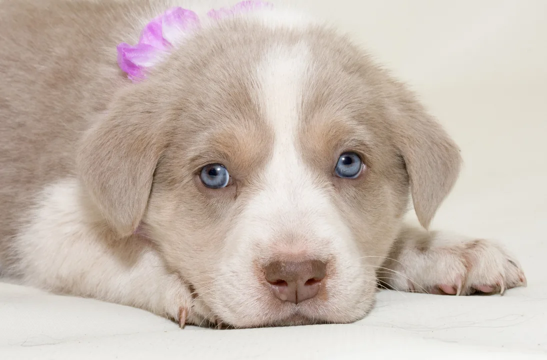Petition for Shelby to Get a Dog