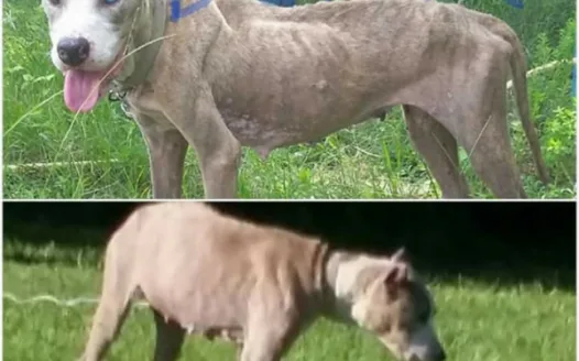 Ban selling of animals on Craigslist