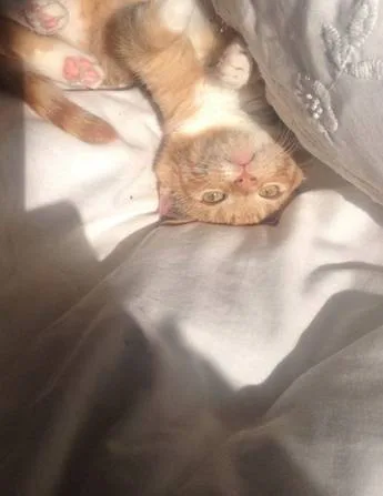 Free the Ginger One