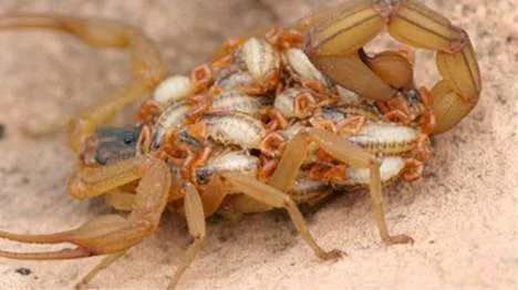 SAY YES to Heatherbrook 'Community Area' Pest Control