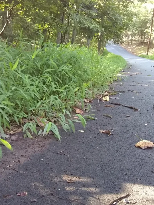 The Woods Community Japanese Stilt Grass Eradication Petition
