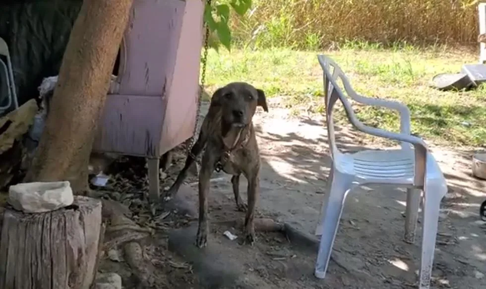 STOP Perpetual Dog Chaining in Kyle, Texas, Zip Code 78640