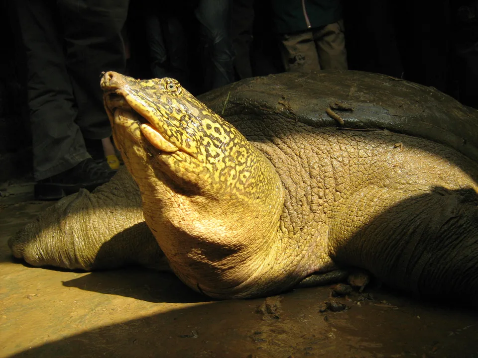 Save the Yangtze Turtle from extinction!