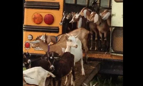 People should be allowed to bring a pet to school at least one day a year.