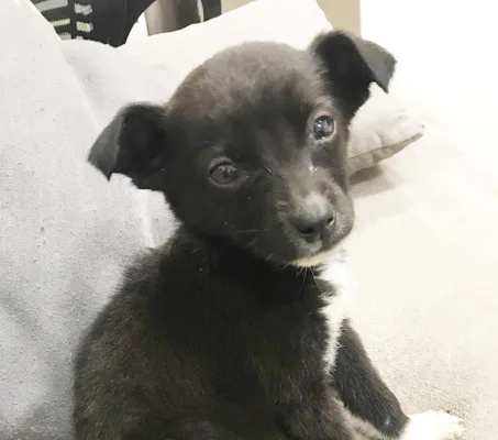 სიცოცხლის უფლებისთვის! Save petlife!
