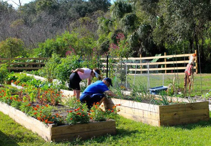 A Community Garden For Clearwater Florida!