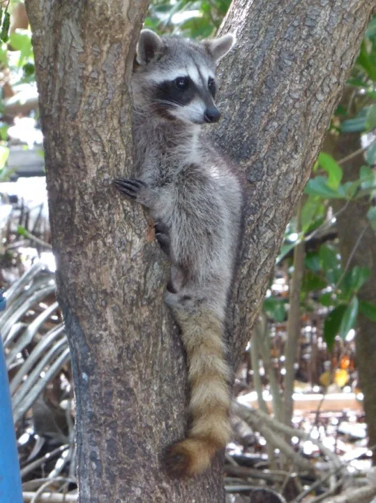 Save the Pygmy Raccoons! 
