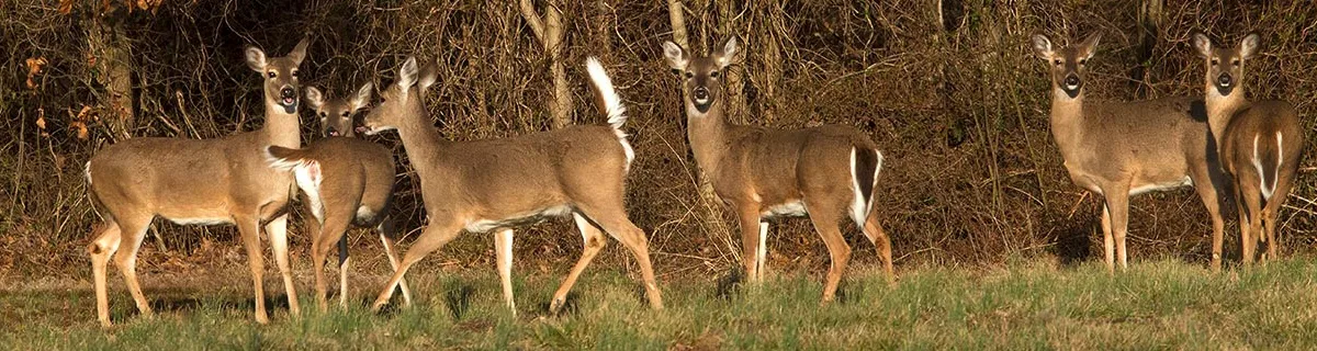 Save the Quarry Deer in Oshkosh WI
