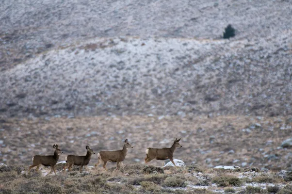 Protect the Future of our Migrating Herds